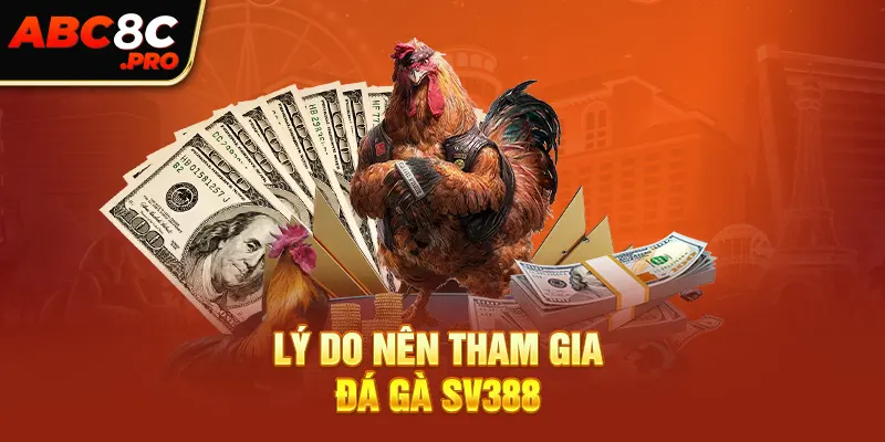 Lý do nên tham gia đá gà SV388 