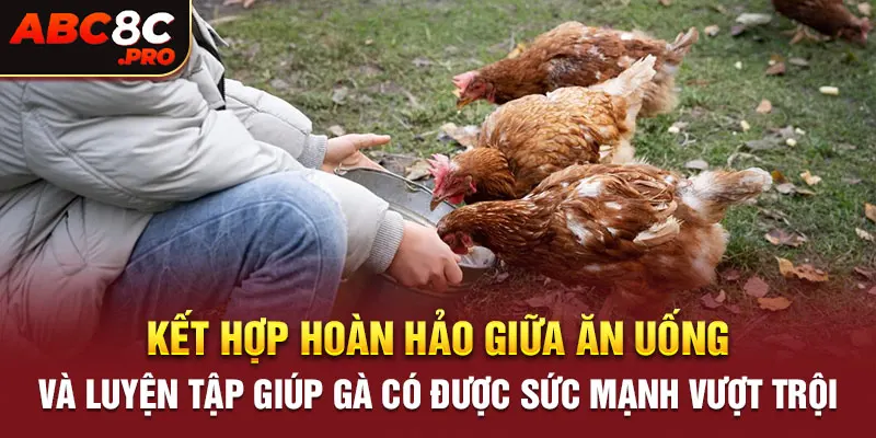 sự kết hợp hoàn hảo giữa ăn uống và luyện tập giúp gà có được sức mạnh vượt trội