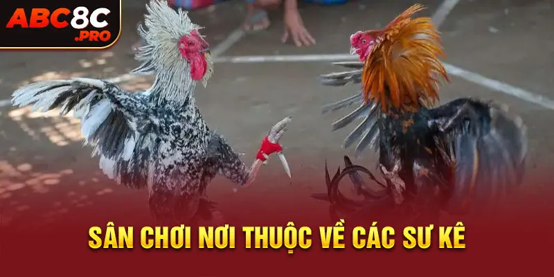 đây đích thực là sân chơi nơi thuộc về các sư kê hay "giáo sư" trong giới chơi gà